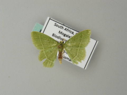 Image of <i>Chlorissa dorsicristata</i> Warren 1905