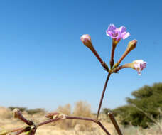 Image of Commicarpus sinuatus Meikle