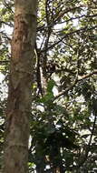 Image of Ornate Titi Monkey