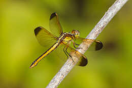 Image de Libellula flavida Rambur 1842