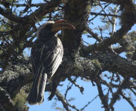 صورة Lophoceros pallidirostris (Hartlaub & Finsch 1870)