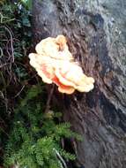 Image of Laetiporus gilbertsonii Burds. 2001