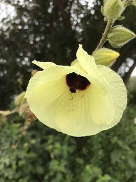 Image of Hibiscus diversifolius Jacq.