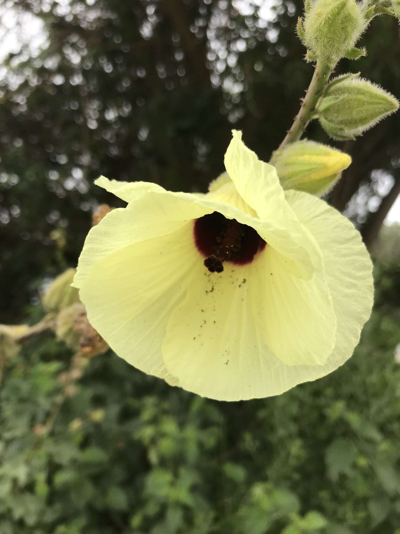 Imagem de Hibiscus diversifolius Jacq.