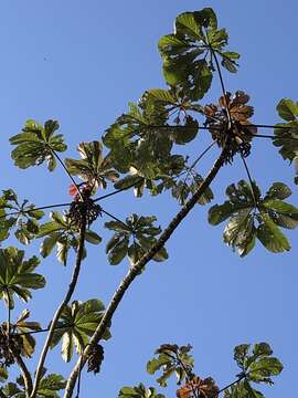 Cecropia glaziovii Snethlage的圖片