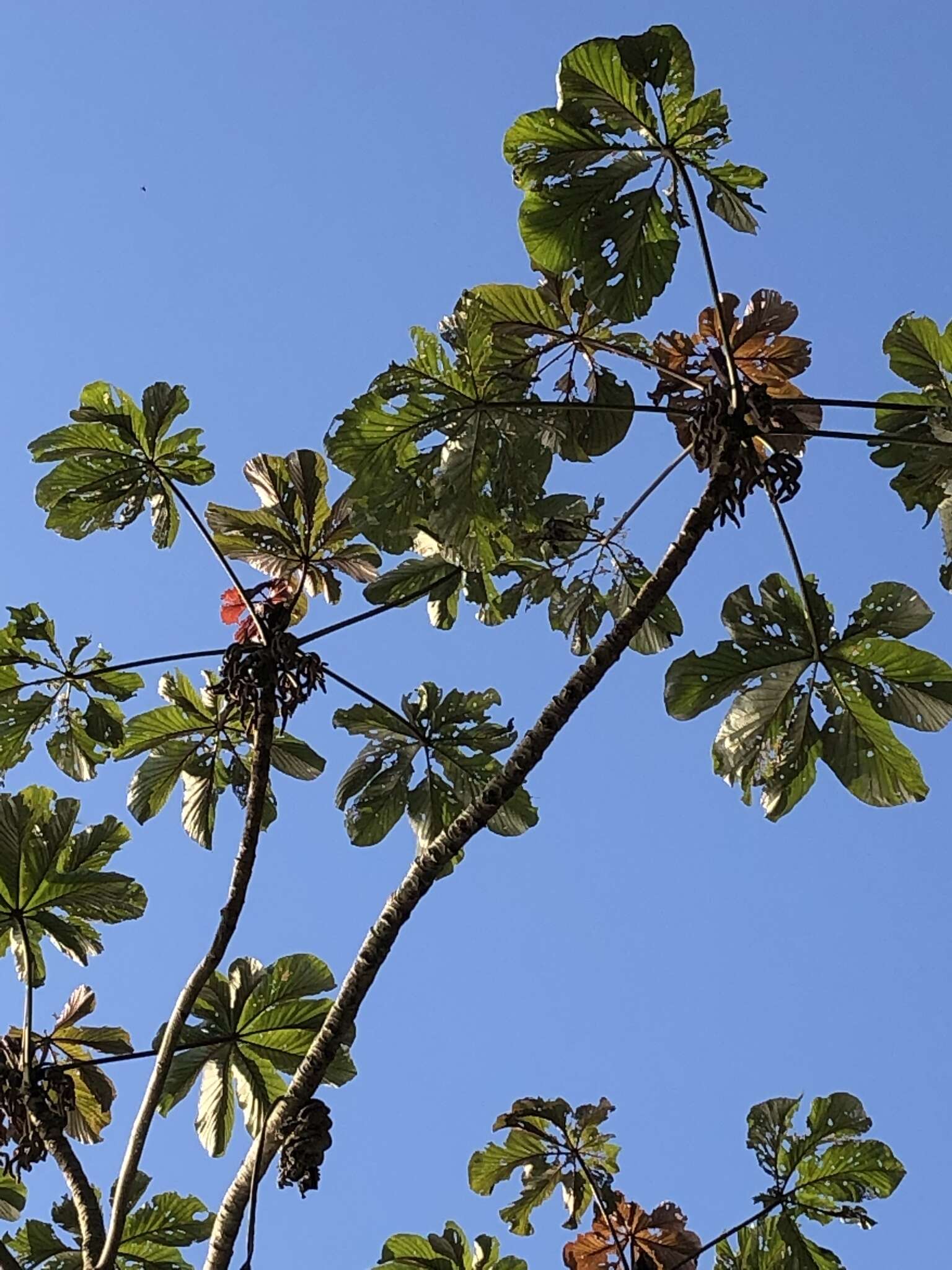 Cecropia glaziovii Snethlage的圖片