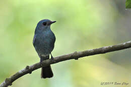 Image of Verditer Flycatcher (Southern)