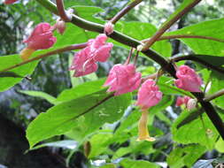 Imagem de Drymonia strigosa (Oerst.) Wiehler