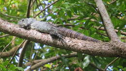 Image of Baker's Spinytail Iguana