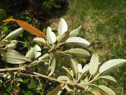 Image of Lavender croton