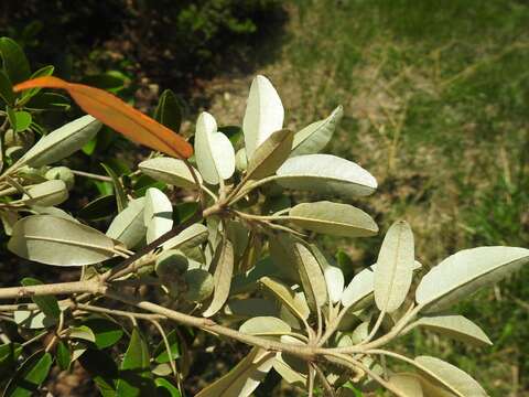 Image de Croton gratissimus var. gratissimus