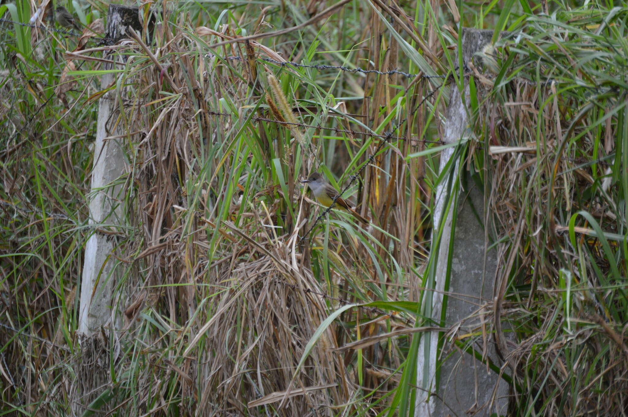 Image of Dusky-capped Flycatcher