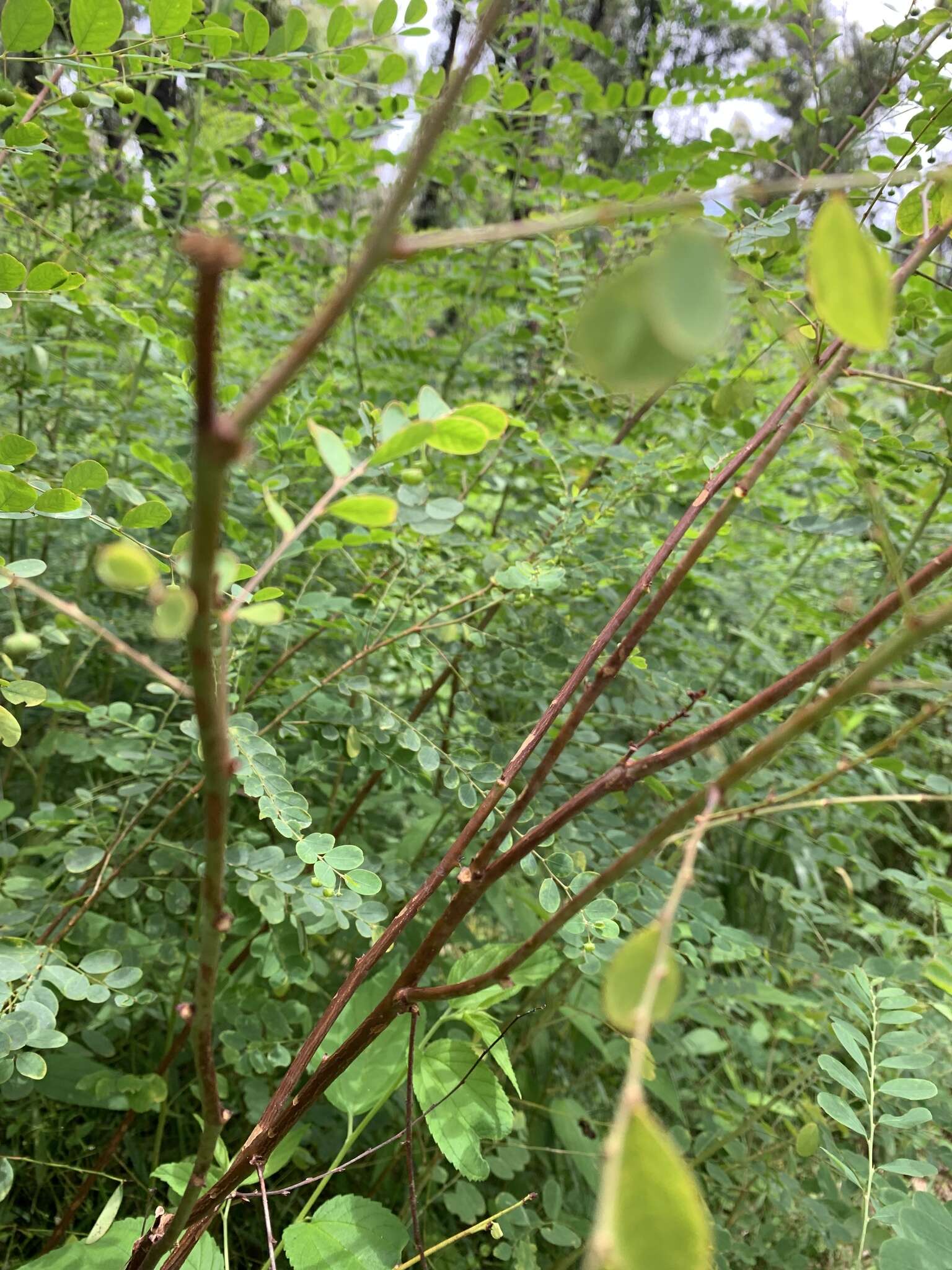 Image of Phyllanthus gunnii Hook. fil.