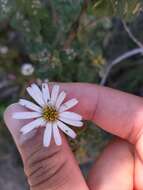 Image of Olearia tomentosa (Wendl.) DC.