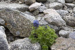 Image of Delphinium brunonianum Royle