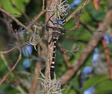 Image of Macromia annulata Hagen 1861