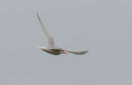 Image of Fairy Tern