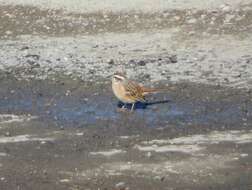 Emberiza cioides ciopsis Bonaparte 1850的圖片