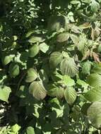 Image of grayleaf red raspberry