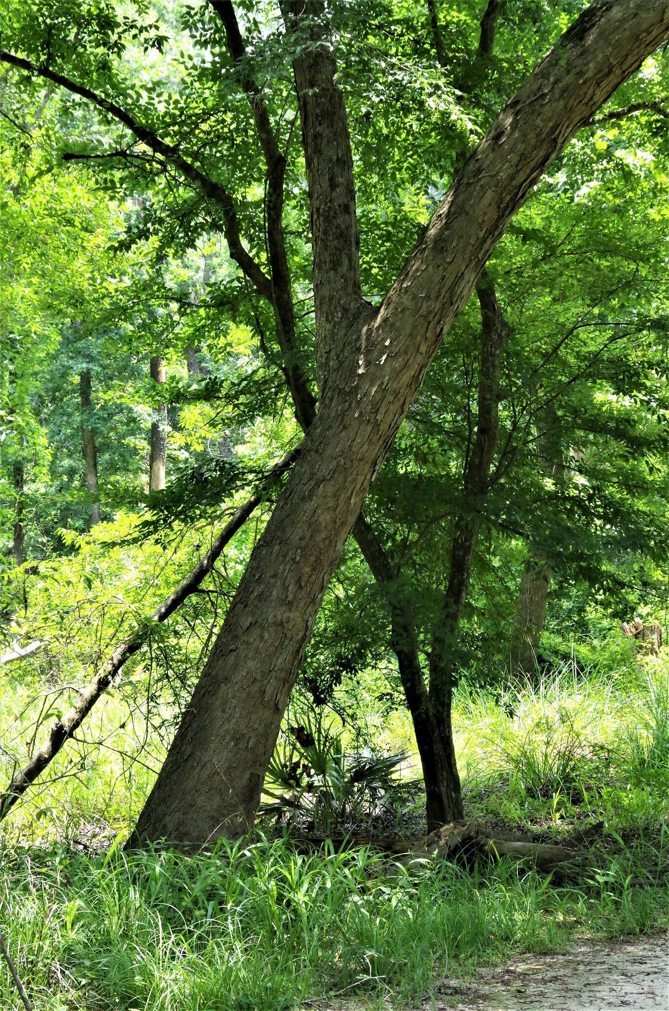 Image of water hickory