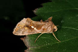 Image of Cutworm