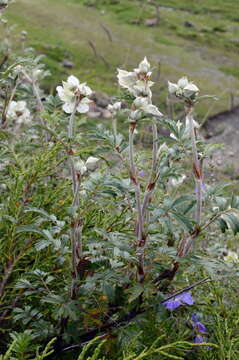 Image of Comarum salesovianum (Stephan) Asch. & Graebn.