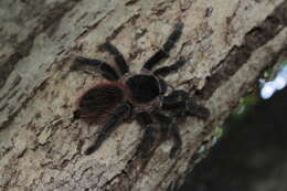 Image of Bahia Scarlet Tarantula