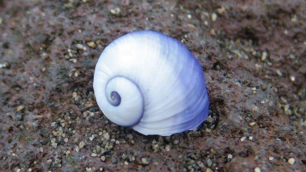 Image of bubble raft shell