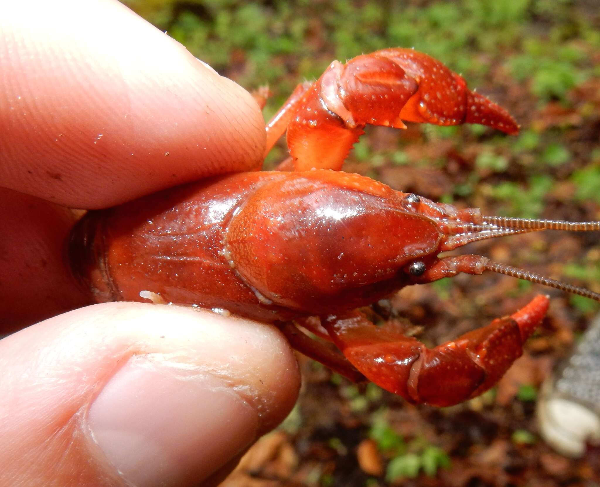 Image of Cambarus carolinus (Erichson 1846)