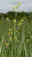 Image of Sisymbrium polymorphum (Murray) Roth