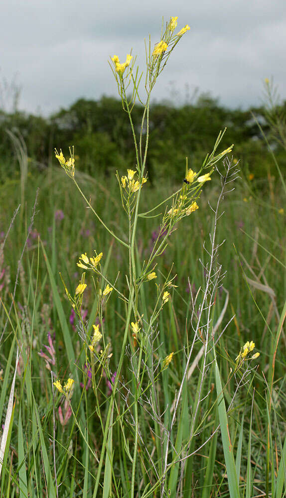 Plancia ëd Sisymbrium polymorphum (Murray) Roth