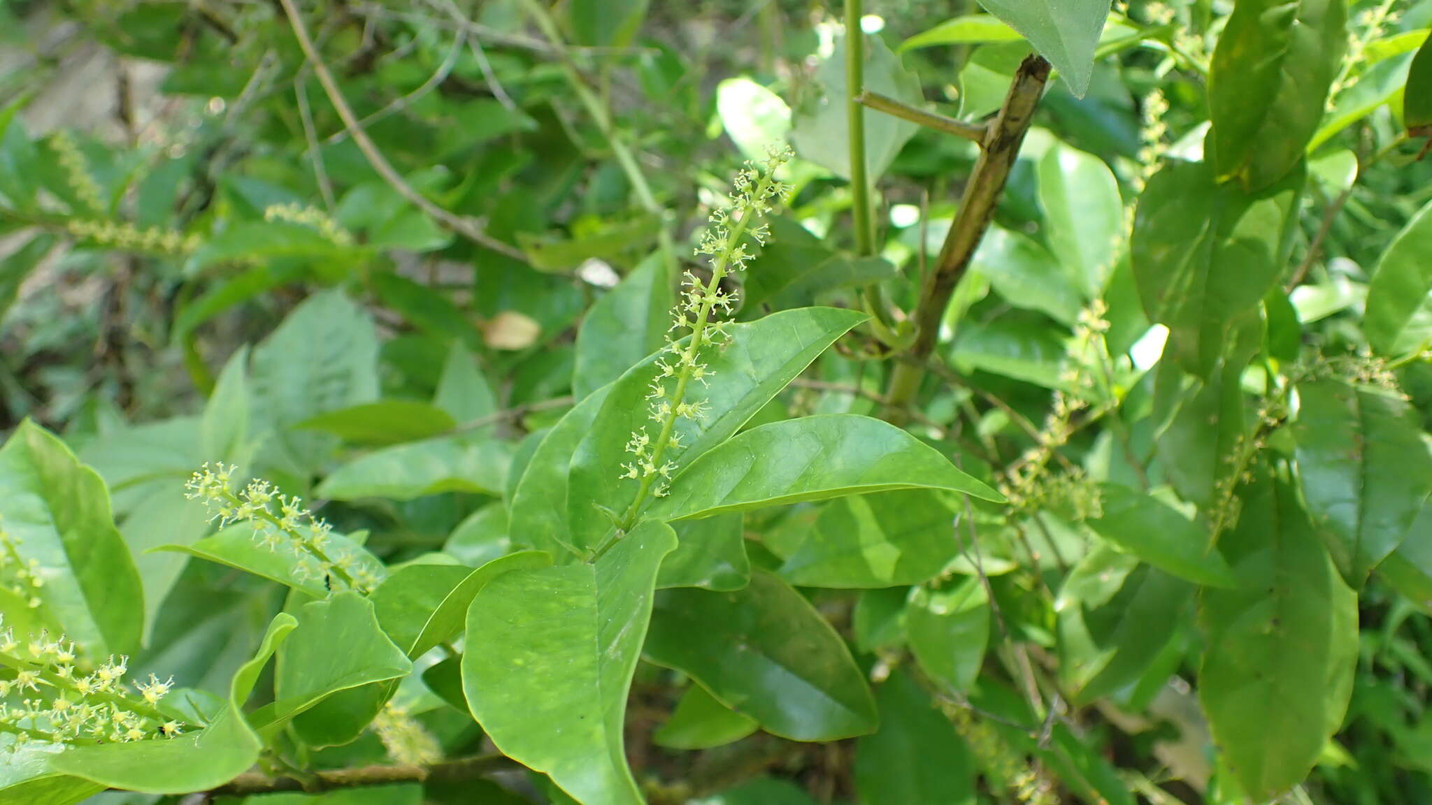 山地五月茶的圖片