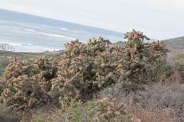 Image of coastal cholla