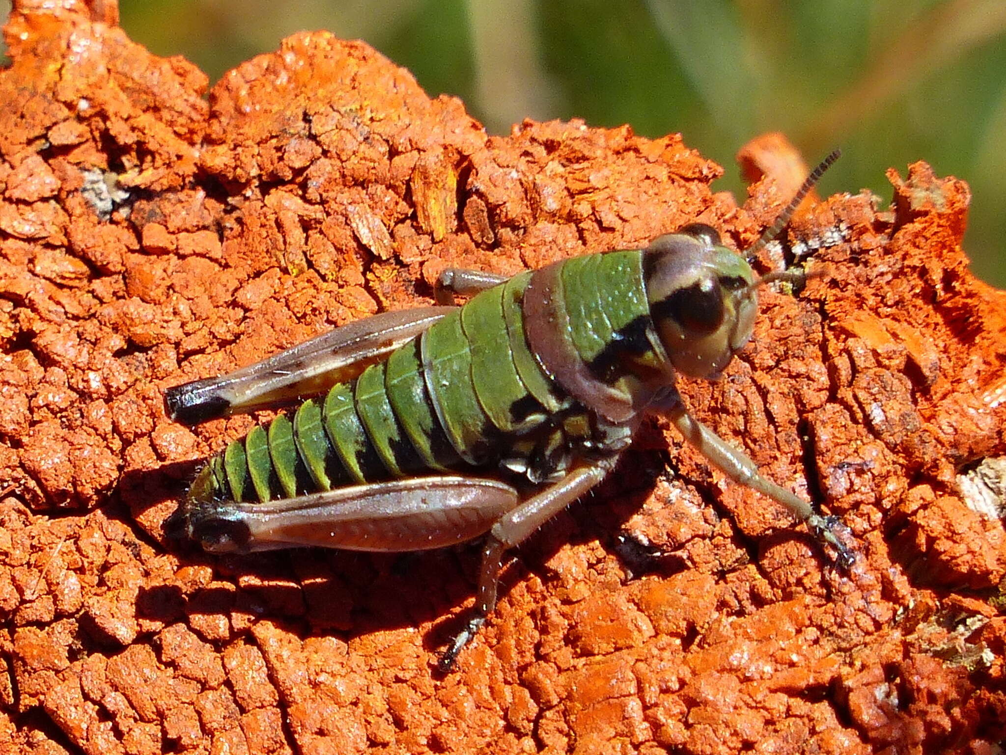 Plancia ëd Cophopodisma pyrenaea (Fischer 1853)