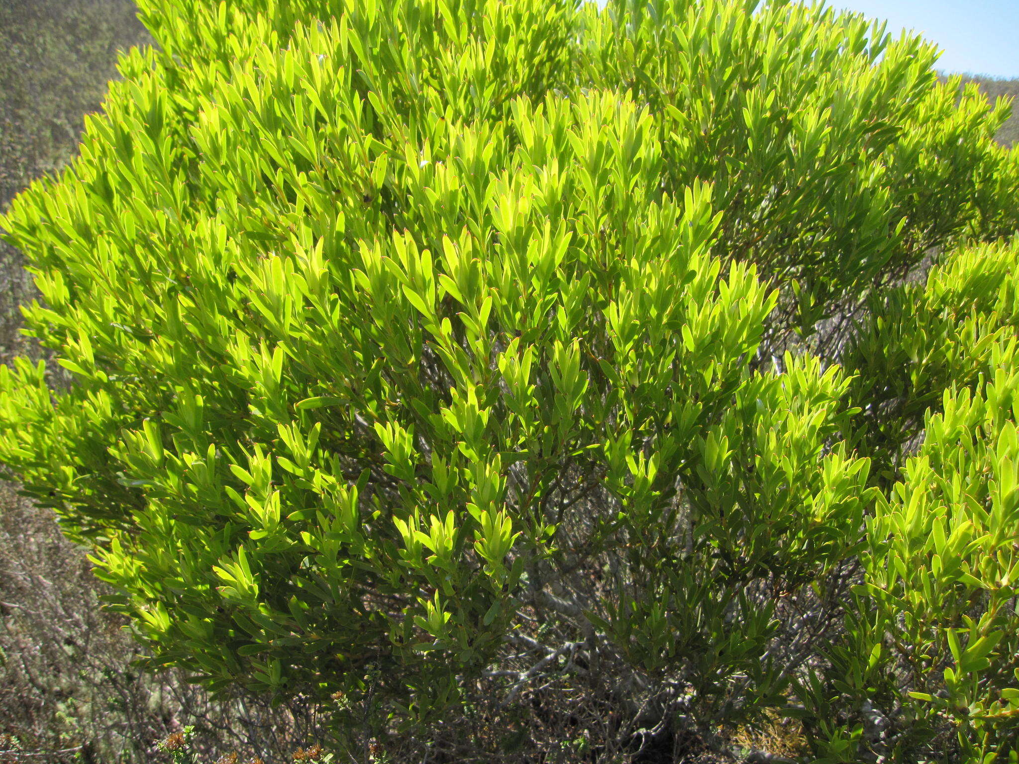 Image of Leucadendron meridianum Salter ex I. Williams