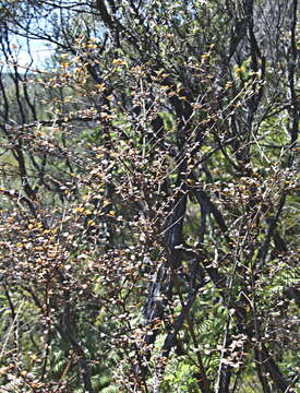 Image of Coprosma spathulata subsp. spathulata