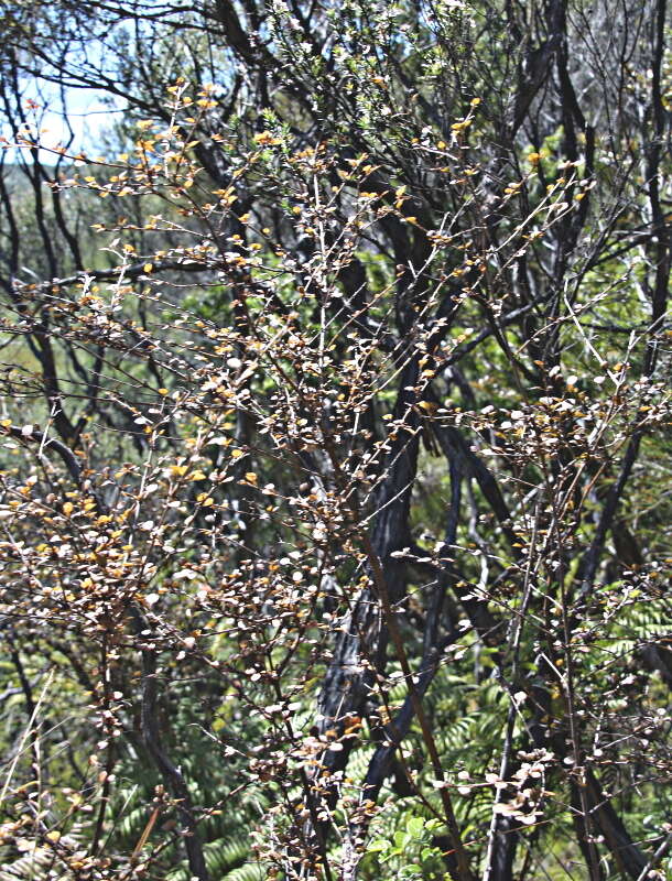 Image of Coprosma spathulata subsp. spathulata