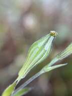 Image of <i>Silene aethiopica</i>