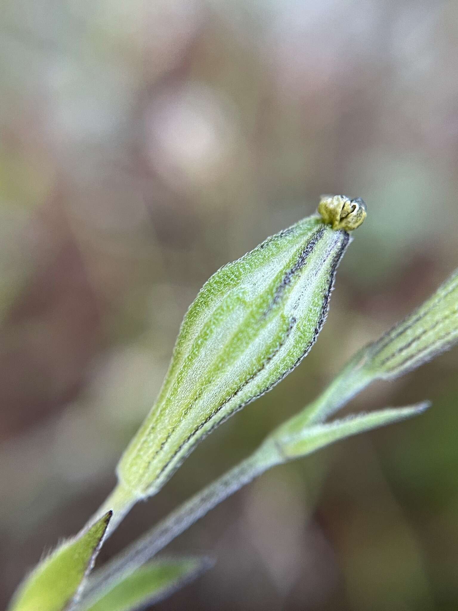 Слика од <i>Silene aethiopica</i>