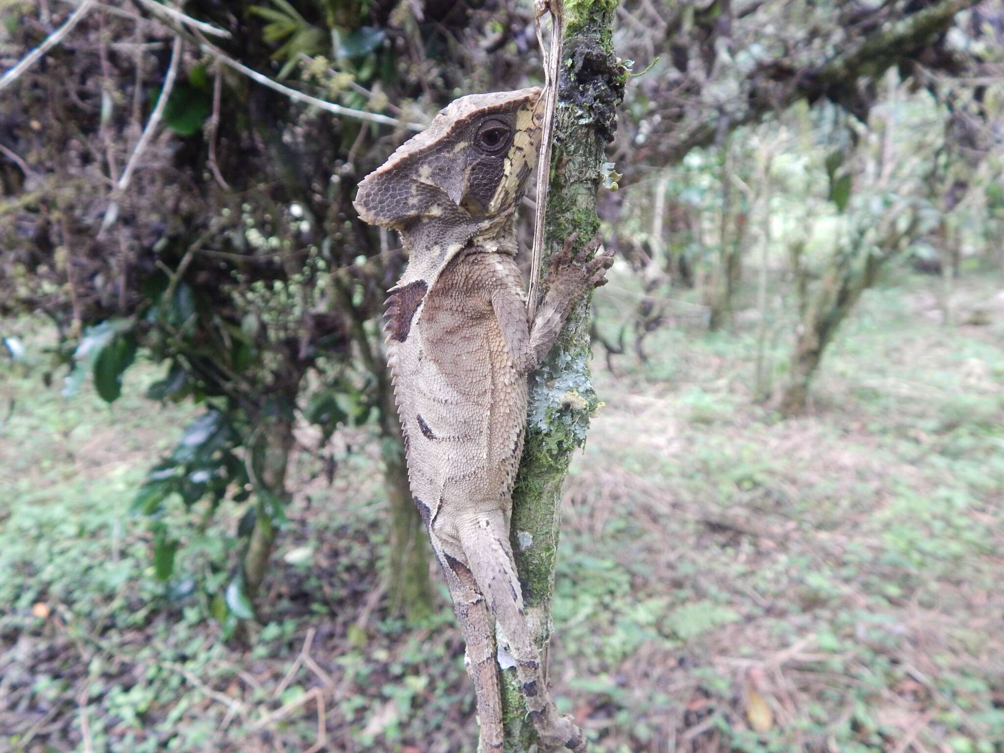 Image of Hernandez's helmeted iguana