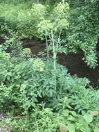 Image of purplestem angelica