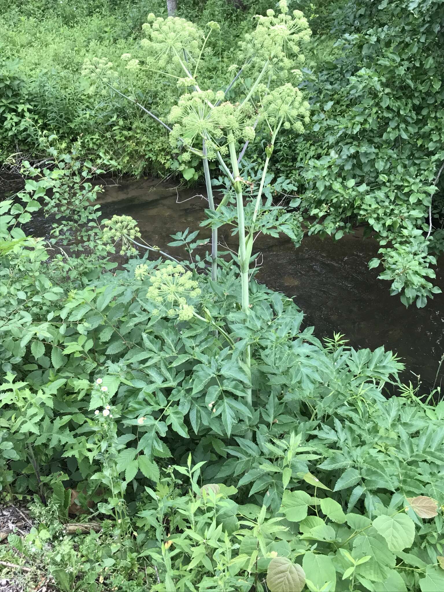 صورة Angelica atropurpurea L.