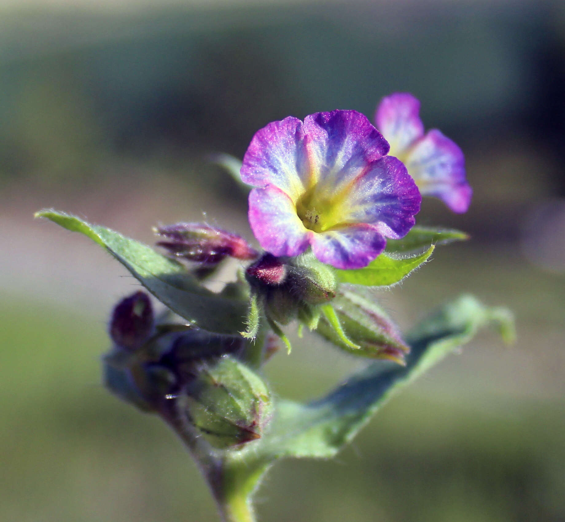 صورة Nonea versicolor (Stev.) Sweet