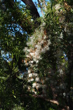 Слика од <i>Clematis aristata</i>