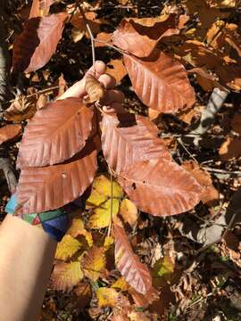 Image of Oriental Beech