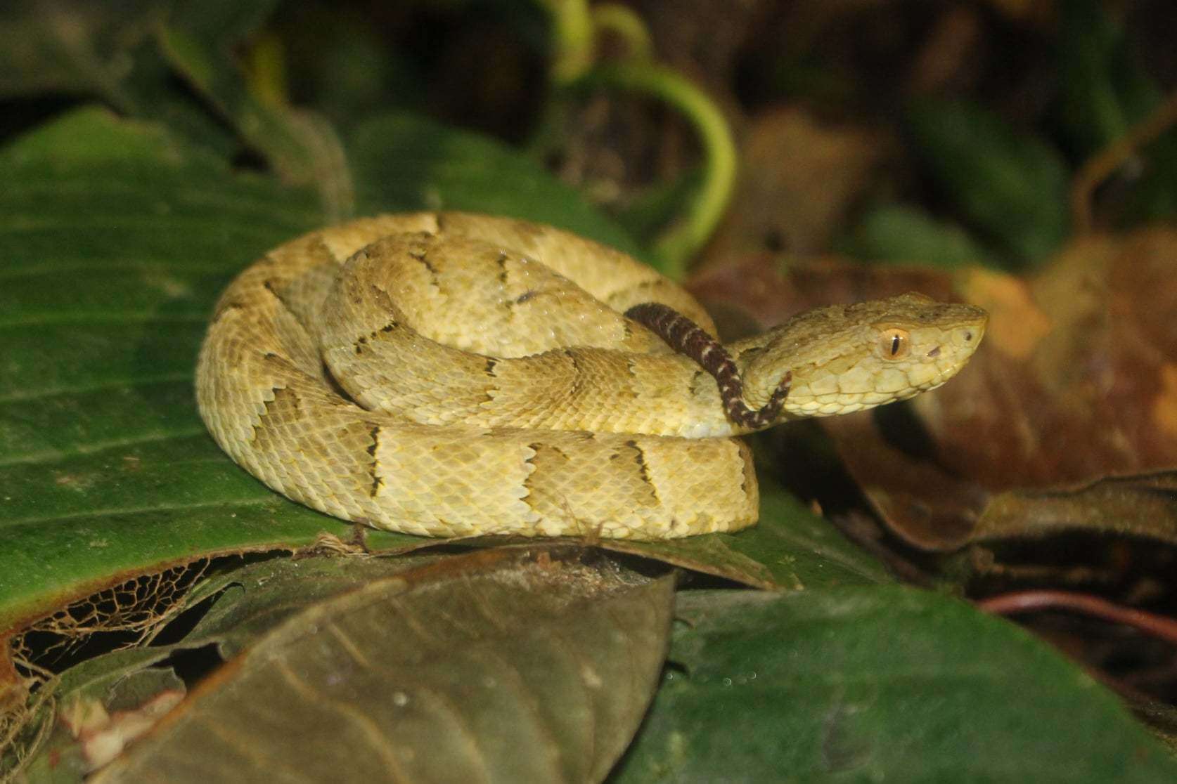 Image of Bothrops osbornei Freire-Lascano 1991