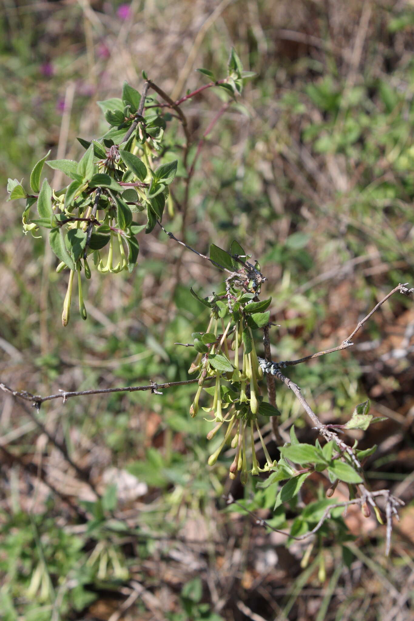 Plancia ëd Bouvardia multiflora (Cav.) Schult. & Schult. fil.