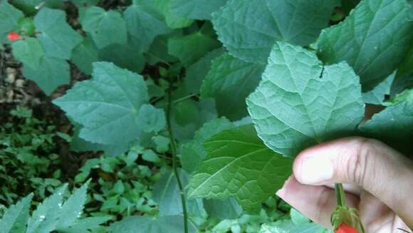 Image of wax mallow