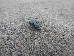 Image of Oblique tiger beetle