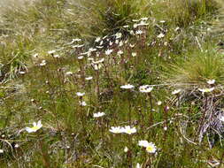 Image of Senecio zosterifolius Hook. & Arn.